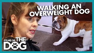 Successfully Walking an Overweight Bulldog  Its Me or the Dog [upl. by Naedan]