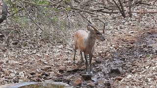 Indian Muntjac Barking Deer  Muntiacus muntjak male [upl. by Jala]