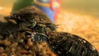 Male vs Female Red Eared Sliders [upl. by Nosmoht]