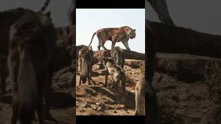 Wolf क्यों इतने खतरनाक होते हैं 🤔🤯By info fact News [upl. by Eey]