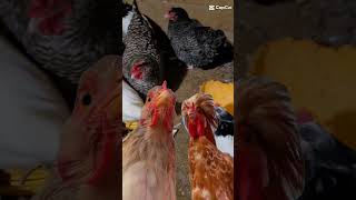 The Best Fall Meal For Chickens shorts food chicken farming [upl. by Wassyngton]