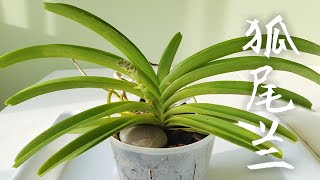 狐尾兰 Rhynchostylis coelestis [upl. by Anital375]