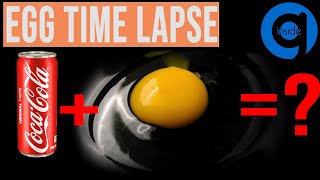 Egg Time Lapse  Rotting Food Time Lapse [upl. by Wiburg]