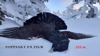 Toppjakt 2021 Tree Hunting Capercaillie [upl. by Anees628]