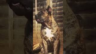 Amazing Presa Canario Dog Transformation shorts [upl. by Mariele845]