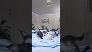 Cats vs Dogs The Funniest Difference 😂🐾 cat shortviral [upl. by Croft]