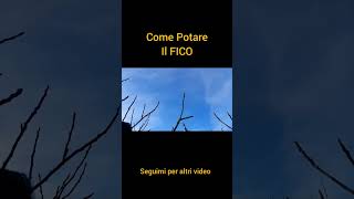 Come e quando potare il FICO [upl. by Gloriana520]