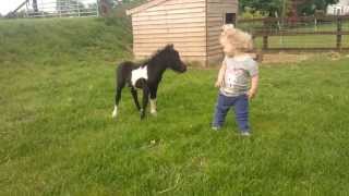 newborn miniature shetland foal gets friendly with young children [upl. by Iline268]