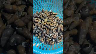 Snail cooking 🔪🤗recipe viralshorts ytviral ytshorts [upl. by Anilave496]