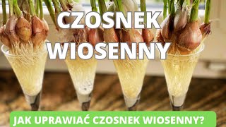 Sadzenie czosnku wiosną Jak i kiedy sadzić czosnek wiosenny Uprawa i pielęgnacja czosnek [upl. by Calypso787]