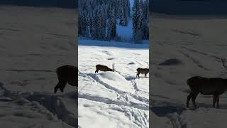 Cervo maschio avvistato sulla neve del Trentino in val di fiemme con iphone 15 pro max [upl. by Ziegler925]