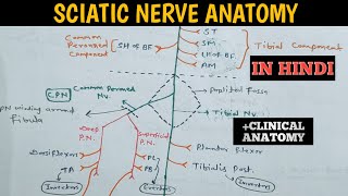 Sciatic Nerve  Clinical Anatomy Course  distribution and muscles innervated by sciatic Nerve [upl. by Hcaz]