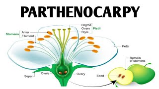 Parthenocarpy  Artificial Seedless Fruit production  How to induce parthenocarpy [upl. by Coonan]