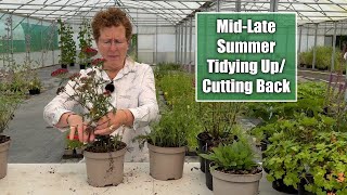 How To Tidy Up Prune Perennials that Fade in August Salvia Geraniums Nepeta Achillea [upl. by Llirred417]