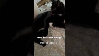 Never before seen footage  Wesley Snipes Vs Deapool deadpool deadpoolandwolverine blade 🐈‍⬛🧛🏾 [upl. by Astiram]