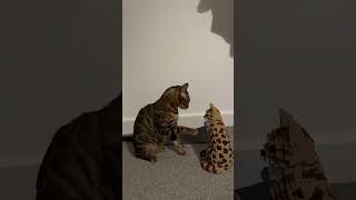 When My cat his cardboard duplicate [upl. by Espy]