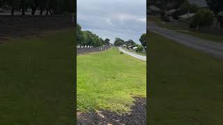 VL99 arriving into Colac as the 8866 train trainspotter railway trainspot trainspotting [upl. by Buehler]