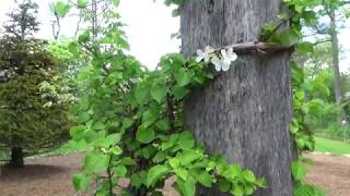 A 5 Minute Glimpse  Highlands amp Cashiers North Carolina [upl. by Nerral]