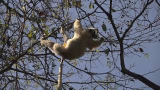 Jumping Lemurs Tsingy de Bemaraha Park Madagascar [upl. by Nnaaihtnyc]