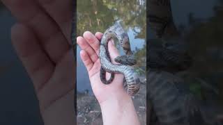 Small diamondback watersnake herpetology snake herping reptiles wild nature snakeconservation [upl. by Vina]