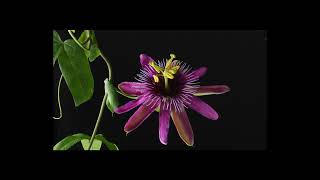 PASSION FLOWER TIME LAPSE [upl. by Housen]