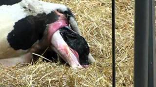 Fair Oaks Farm Indiana Cow having a calf Very cool [upl. by Bokaj]