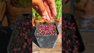 Grow Coriander Leaves at Home Simple amp Fast Tips for a Lush Harvest in 2024 gardening plants [upl. by Stanislaus]