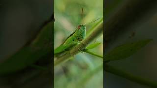 a little green grasshopper 🦗 dog pet cute lovely animal funny [upl. by Tnomad]