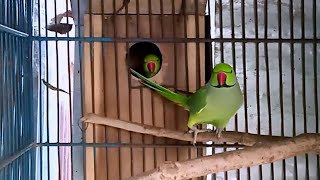 Indian Ringneck Parrot Breeding In Cage [upl. by Friedland]