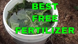 Free Fertilizer  How to Make Comfrey Tea [upl. by Markson]