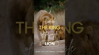 Meet the Mighty Lion King of All Animals  ABC ZOO Fun Animal Lessons [upl. by Orelia]