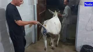 Epidural analgesia in donkey through 2nd intercoccygeal space [upl. by Simaj]