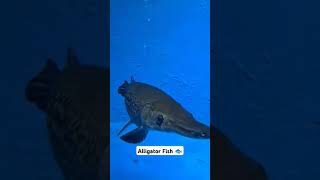 Alligator Fish in Aquarium aquarium alligatorfish aquriamfish [upl. by Daiz]