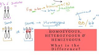 Homozygous Heterozygous and Hemizygous  What is the Difference [upl. by Acirrej]