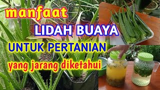 Manfaat Lidah Buaya Untuk Pertanian  Yang Jarang Diketahui [upl. by Sophey]