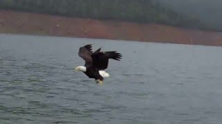 BALD EAGLE CATCHING A FISH [upl. by Akihdar]