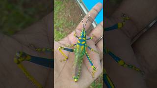 Grasshopper🦗 insect part  4 grasshopper grasshoppers insects wildlife animals shorts [upl. by Larsen]