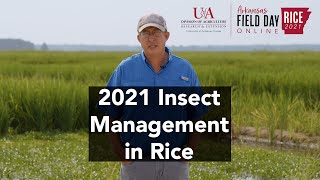 2021 Arkansas Rice Field Day Insect Control [upl. by Owens]