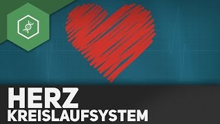 Das Herz und sein Kreislaufsystem [upl. by Aserahs]