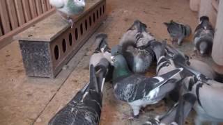 INTERVIEW WITH JOHN FARRELL IRISH HOMING PIGEON FANCIER [upl. by Ahsinej]