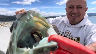 Lingcod from the half moon bay jetty lingcod desde el jetty de half moon bay🎣👍👍 [upl. by Linette]