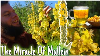 The Miracle Of Mullein Natures Lung Healer 🫁 Health Benefits Uses amp Identification [upl. by Derron]