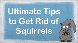 How to get rid of squirrels  ULTIMATE Repellent for Getting Rid of Squirrels  How to Repel Pests [upl. by Olivia365]