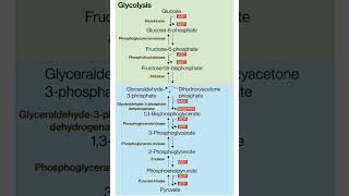 glycolysis glycolysis cyclebiochemistry nutrition and Biochemistry [upl. by Hastings503]