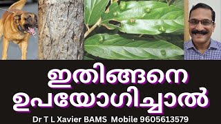 അങ്കോലം  Ankolam Secrets Detox Skin amp Pain Relief [upl. by Dlawso581]