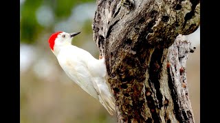 LEUCISTIC ACORN WOODPECKERS [upl. by Kristofer989]