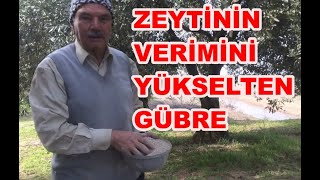 Zeytin Verimi Artırımında 15 15 Gübre Ne Zaman Atılır Nasıl Atılır [upl. by Hserus238]