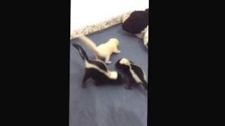 Cute baby skunks ❤️ Three weeks old [upl. by Aisha]