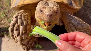 DO NOT GET A TORTOISE UNTIL YOU WATCH THIS 🐢 [upl. by Nnaeinahpets985]