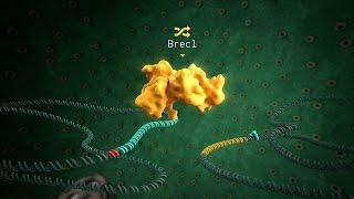 Brec1Recombinase [upl. by Nomahs]